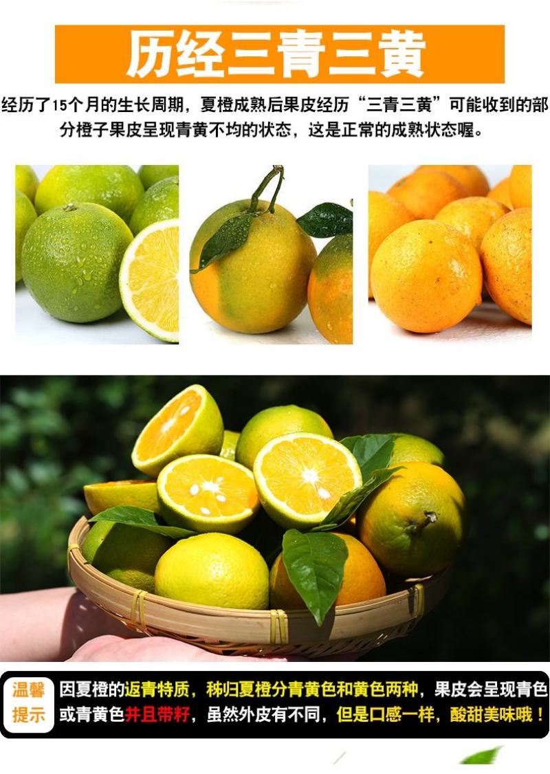 电商果九月红，产地直供，宜昌产地