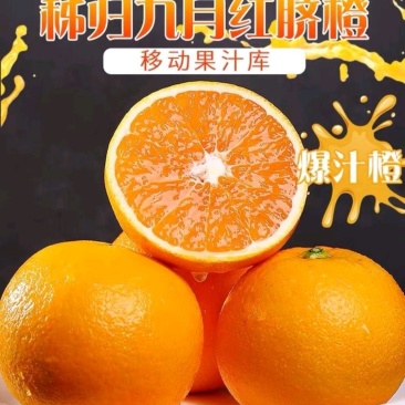 电商果九月红，产地直供，宜昌产地