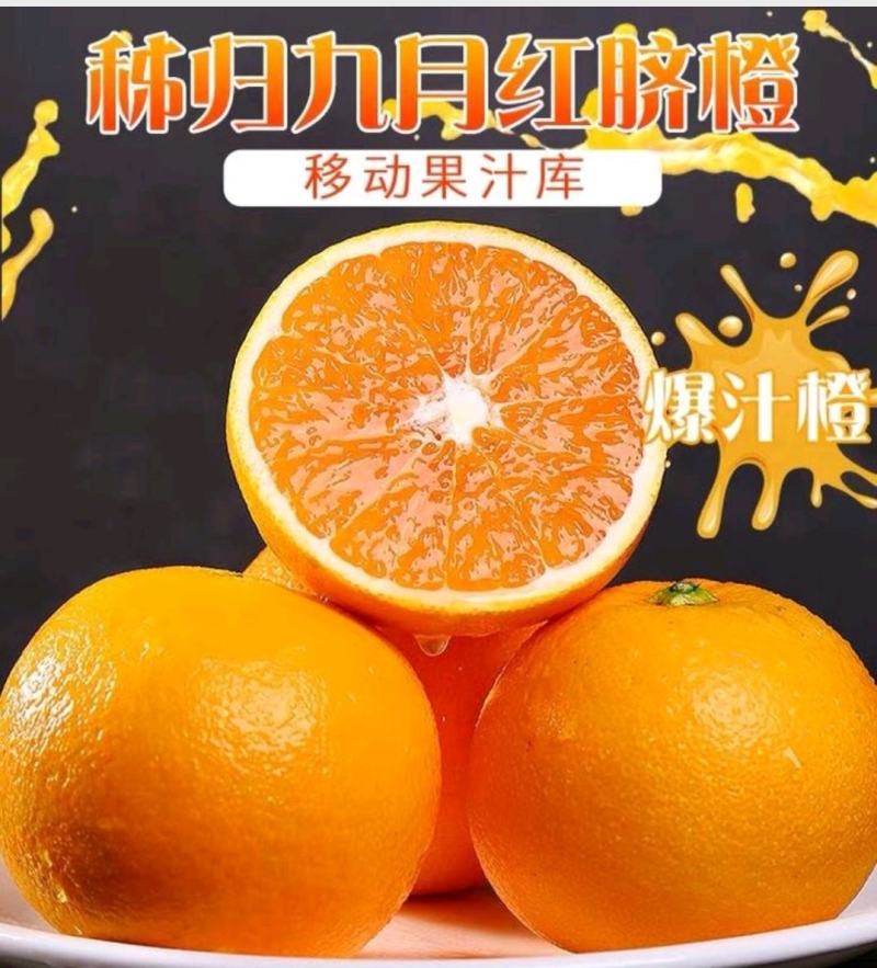 电商果九月红，产地直供，宜昌产地