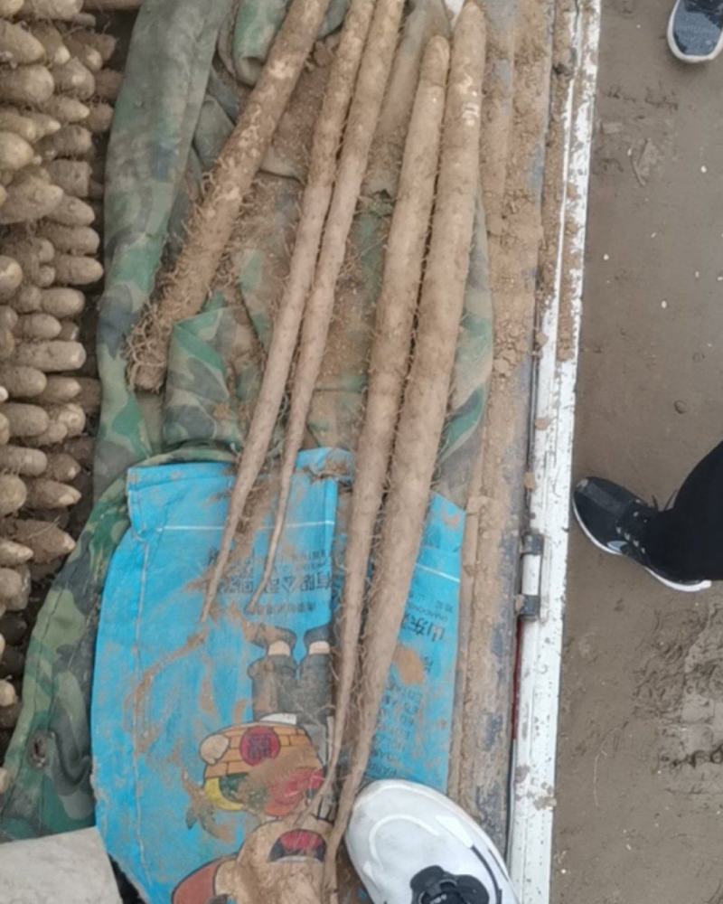 河北山药，麻山药双胞，紫药，麻山药，产地现货质量保证