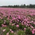 白芍芽，基地直销一手货源、六个芽头以上的，八个芽头以上的