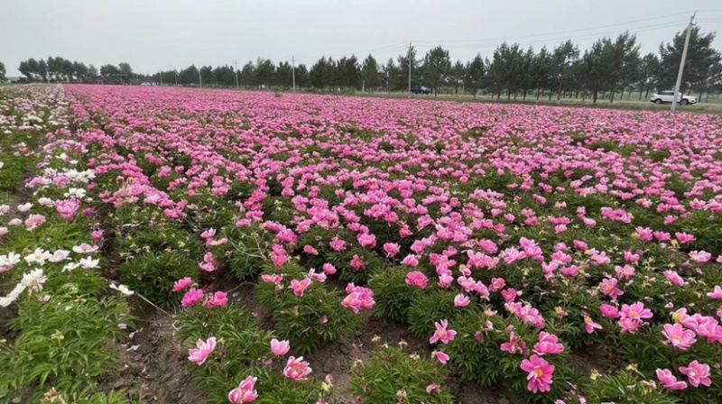 白芍芽，基地直销一手货源、六个芽头以上的，八个芽头以上的