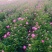 白芍芽，基地直销一手货源、六个芽头以上的，八个芽头以上的