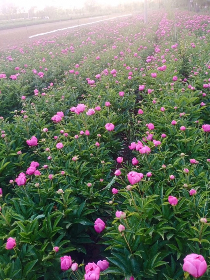 白芍芽，基地直销一手货源、六个芽头以上的，八个芽头以上的