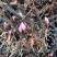 白芍芽，基地直销一手货源、六个芽头以上的，八个芽头以上的