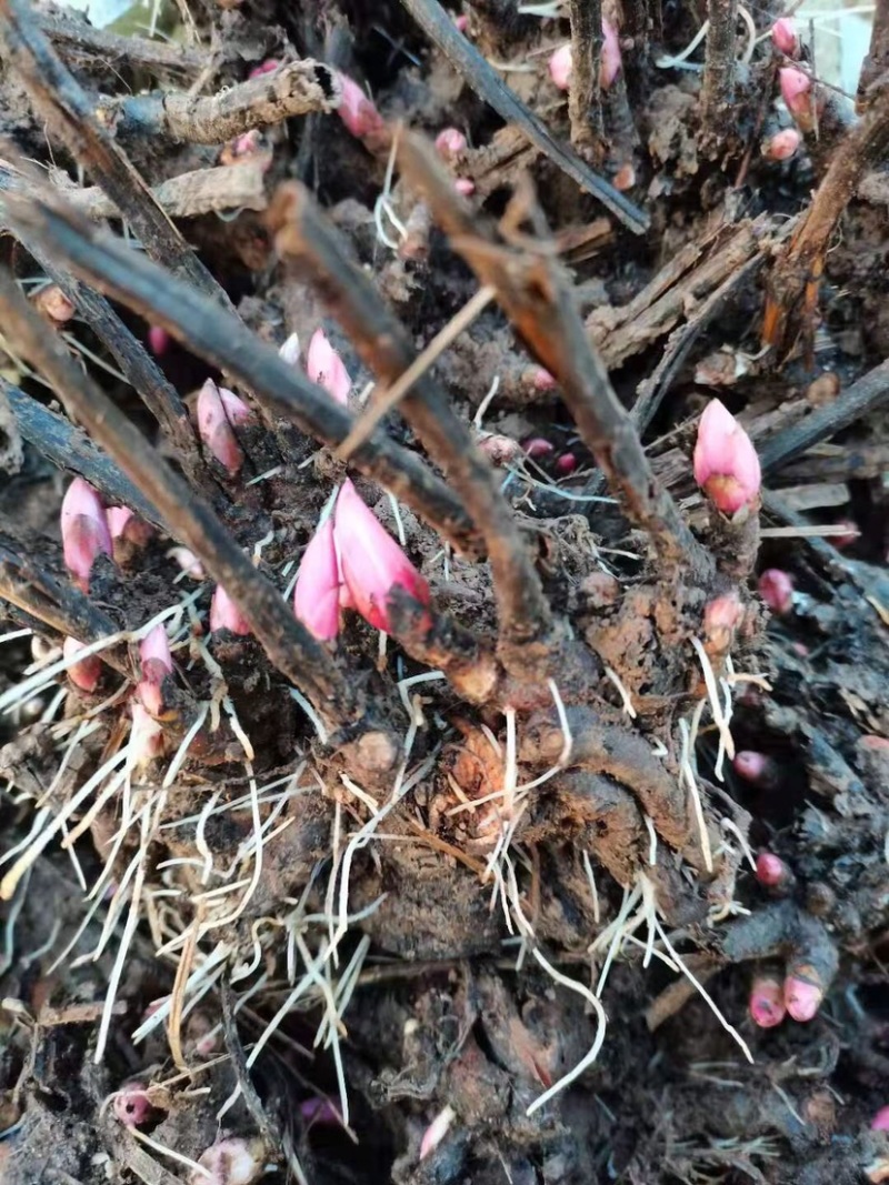 白芍芽，基地直销一手货源、六个芽头以上的，八个芽头以上的
