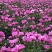 白芍芽，基地直销一手货源、六个芽头以上的，八个芽头以上的