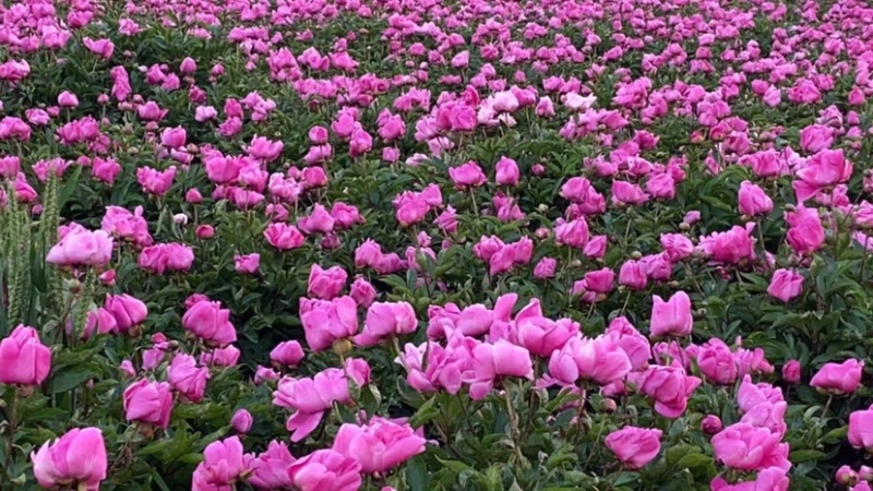 白芍芽，基地直销一手货源、六个芽头以上的，八个芽头以上的