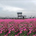 白芍芽，基地直销一手货源、六个芽头以上的，八个芽头以上的