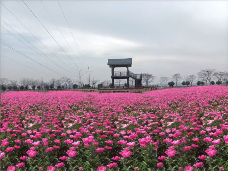 白芍芽，基地直销一手货源、六个芽头以上的，八个芽头以上的