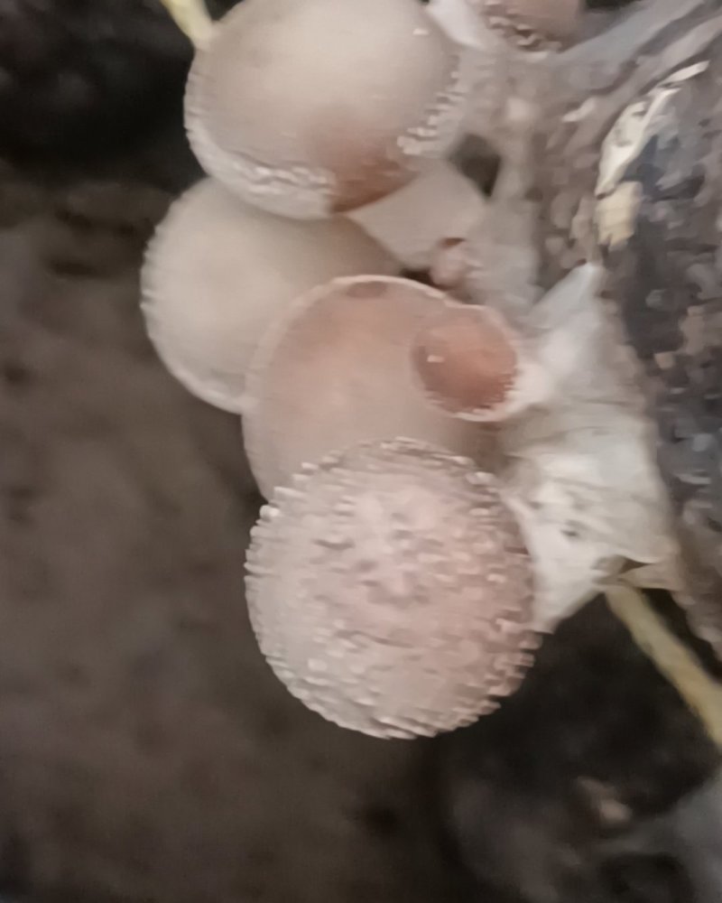 鲜香菇