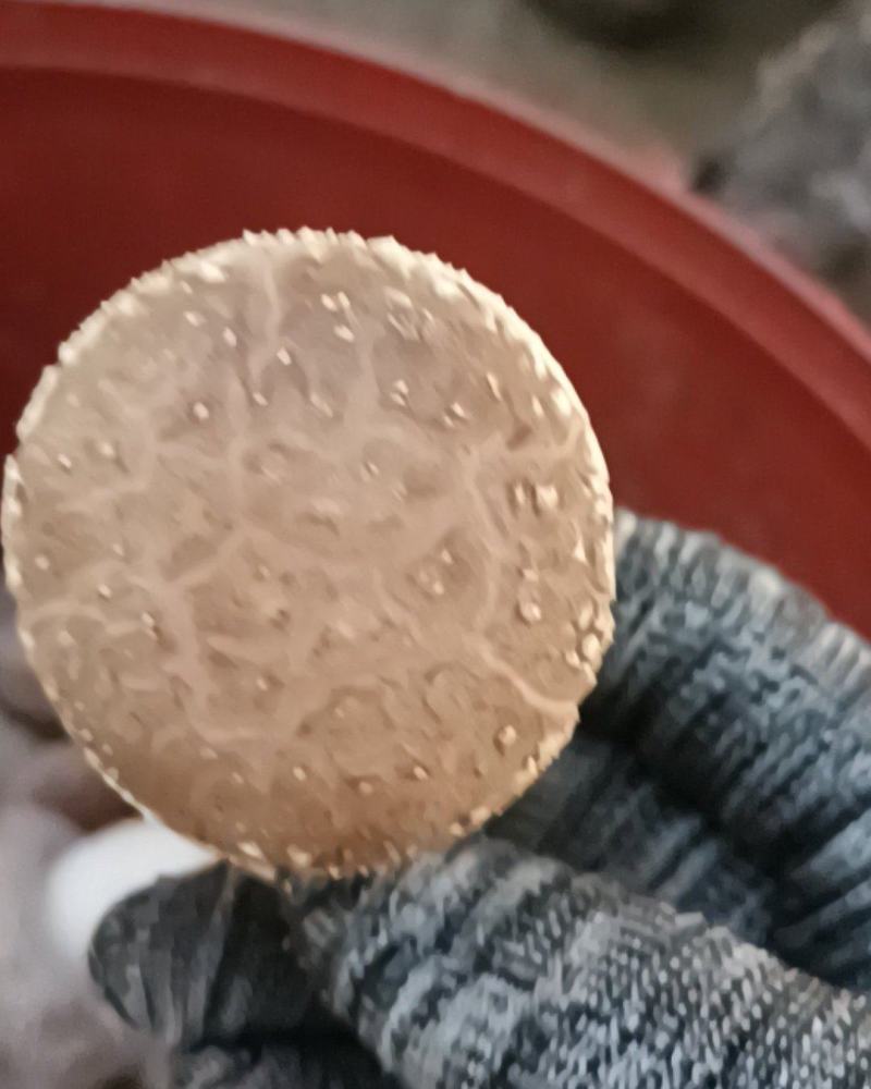 鲜香菇