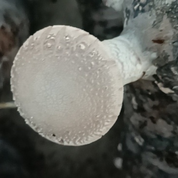 鲜香菇