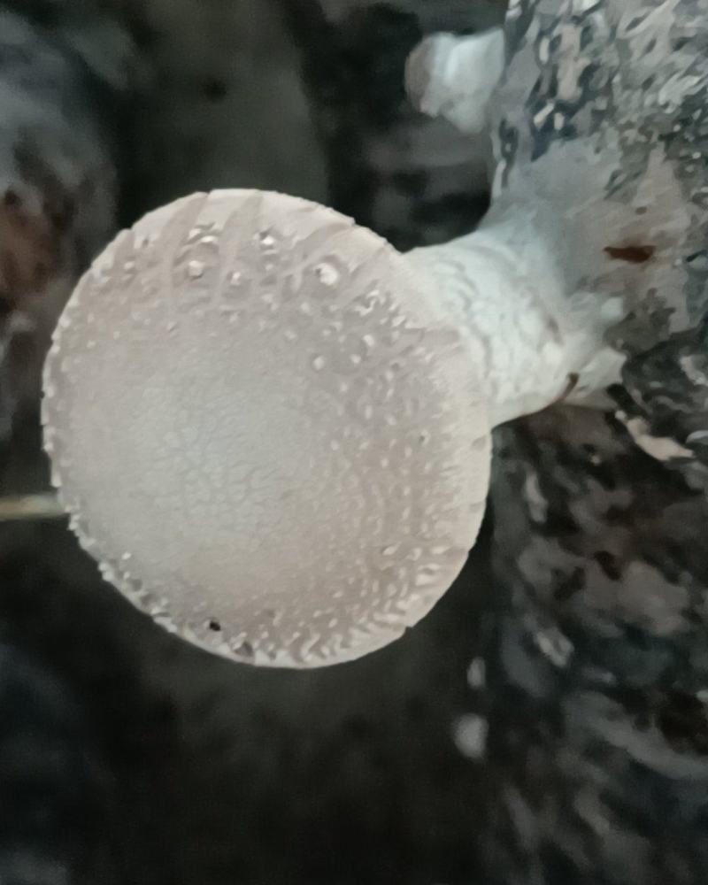 鲜香菇
