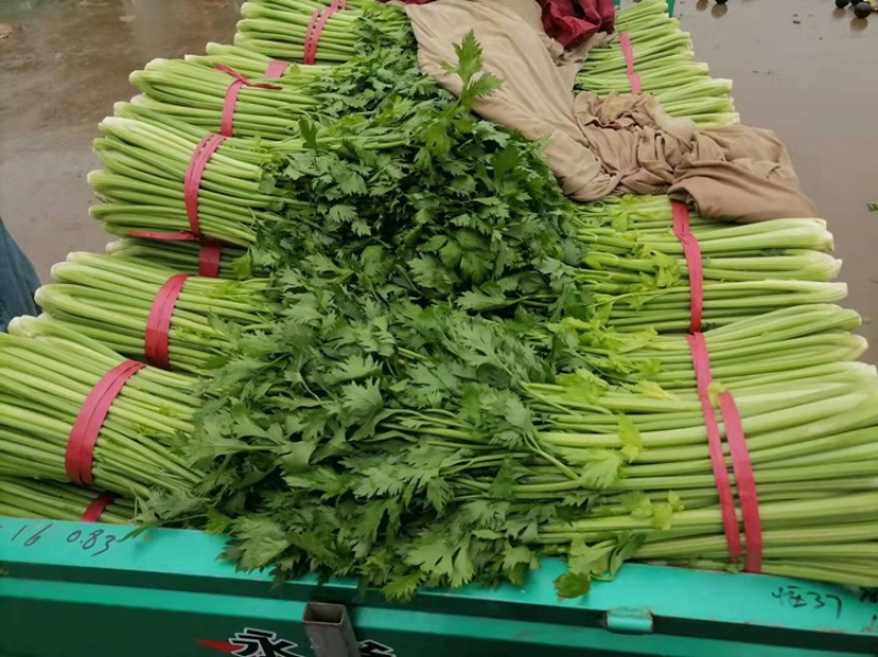 精品芹菜，河北芹菜大量上市，粗细均匀，原产地直发