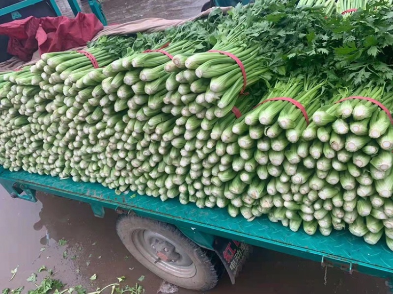 精品芹菜，河北芹菜大量上市，粗细均匀，原产地直发