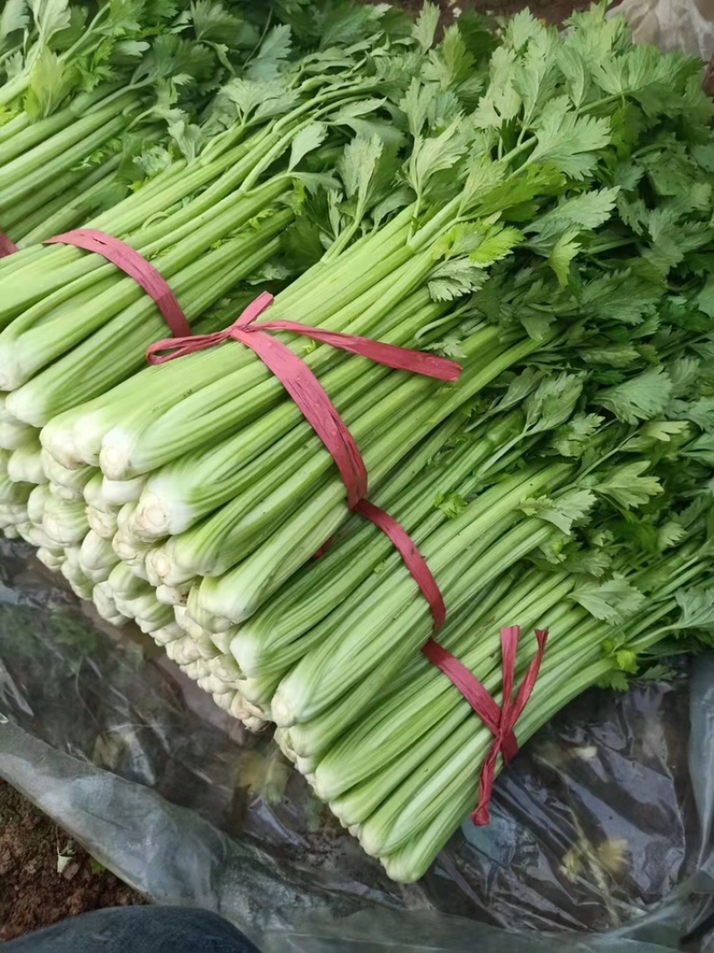 精品芹菜，河北芹菜大量上市，粗细均匀，原产地直发