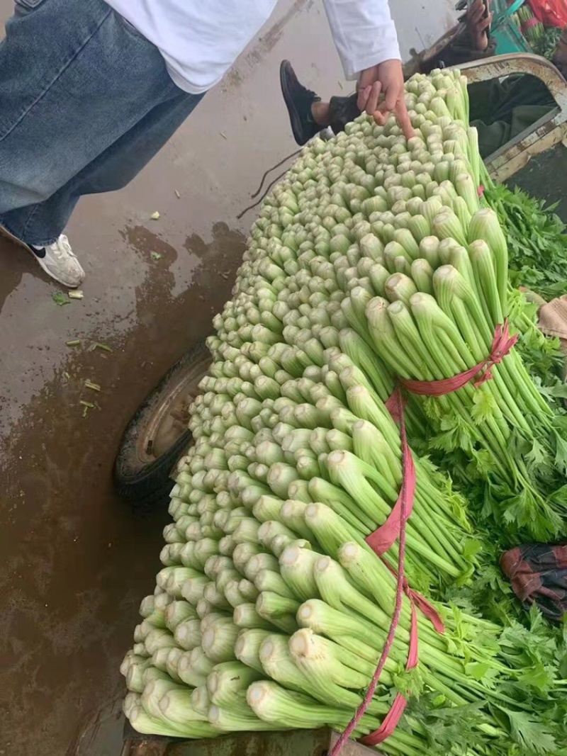 精品芹菜，河北芹菜大量上市，粗细均匀，原产地直发