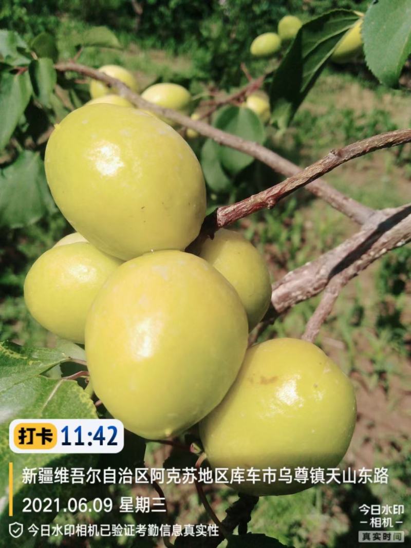 新疆小白杏苗杏树苗，签订合同！技术指导！死苗包赔！