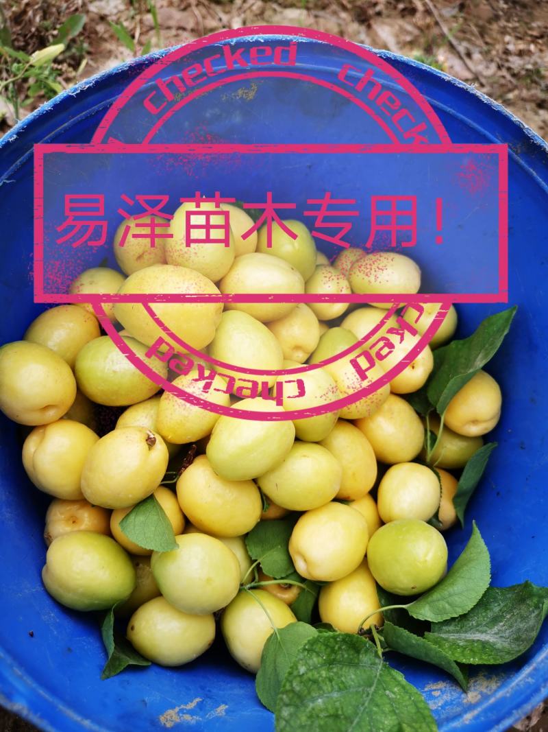 新疆小白杏苗杏树苗，签订合同！技术指导！死苗包赔！