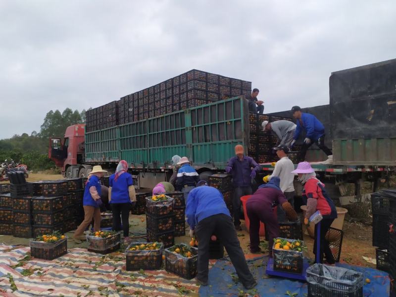 精品广西崇左市扶绥县红江橙大量供应，有需要的老板联系我