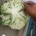 有机花大量上市