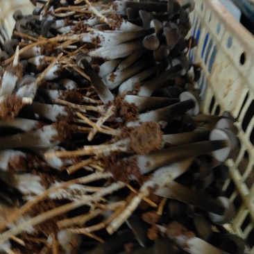 黑皮鸡枞菌