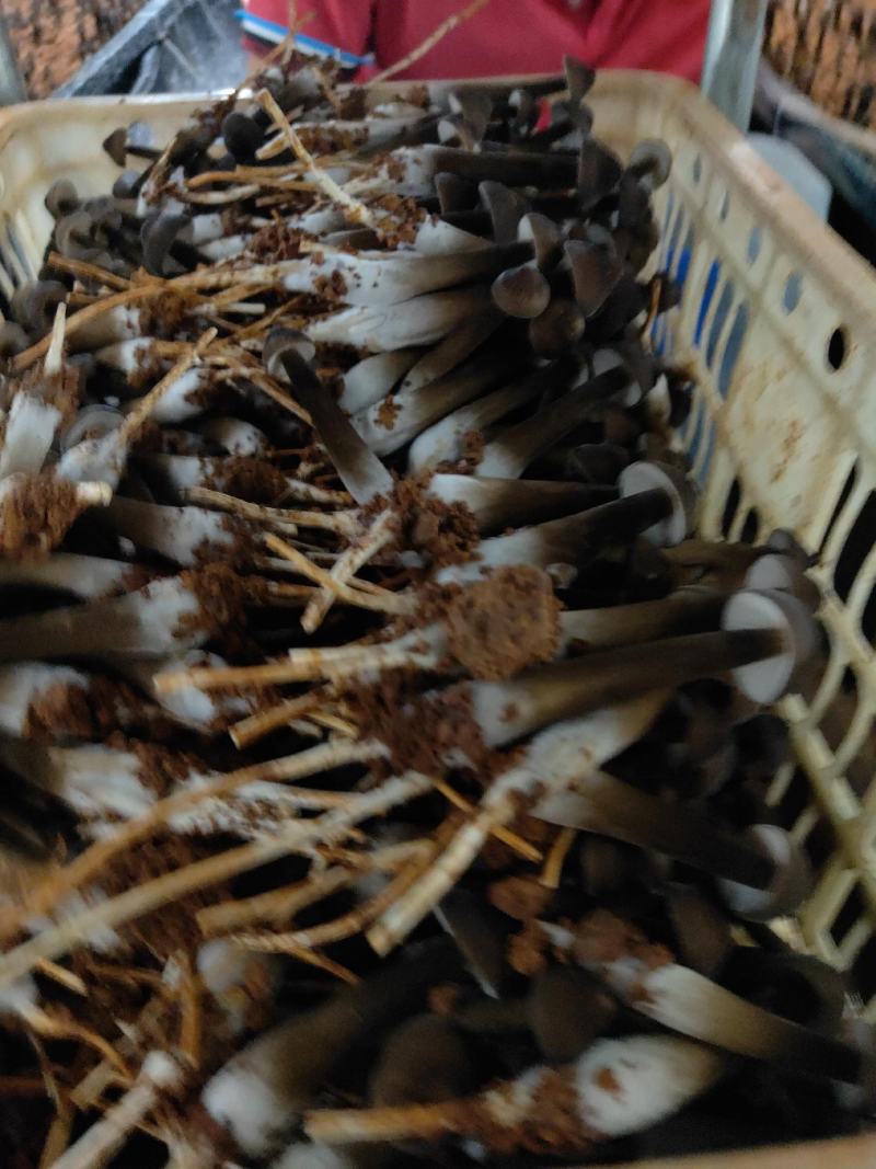 黑皮鸡枞菌