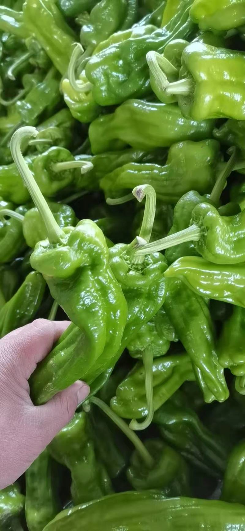 辣椒，薄皮椒5~10厘米芜湖椒，产地直销承接商超批发
