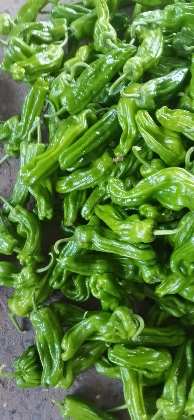 辣椒，薄皮椒5~10厘米芜湖椒，产地直销承接商超批发