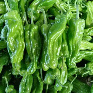 辣椒，薄皮椒5~10厘米芜湖椒，产地直销承接商超批发