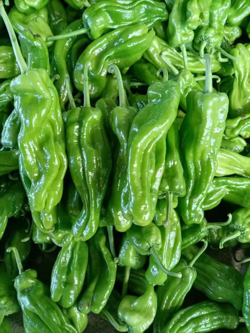 辣椒，薄皮椒5~10厘米芜湖椒，产地直销承接商超批发