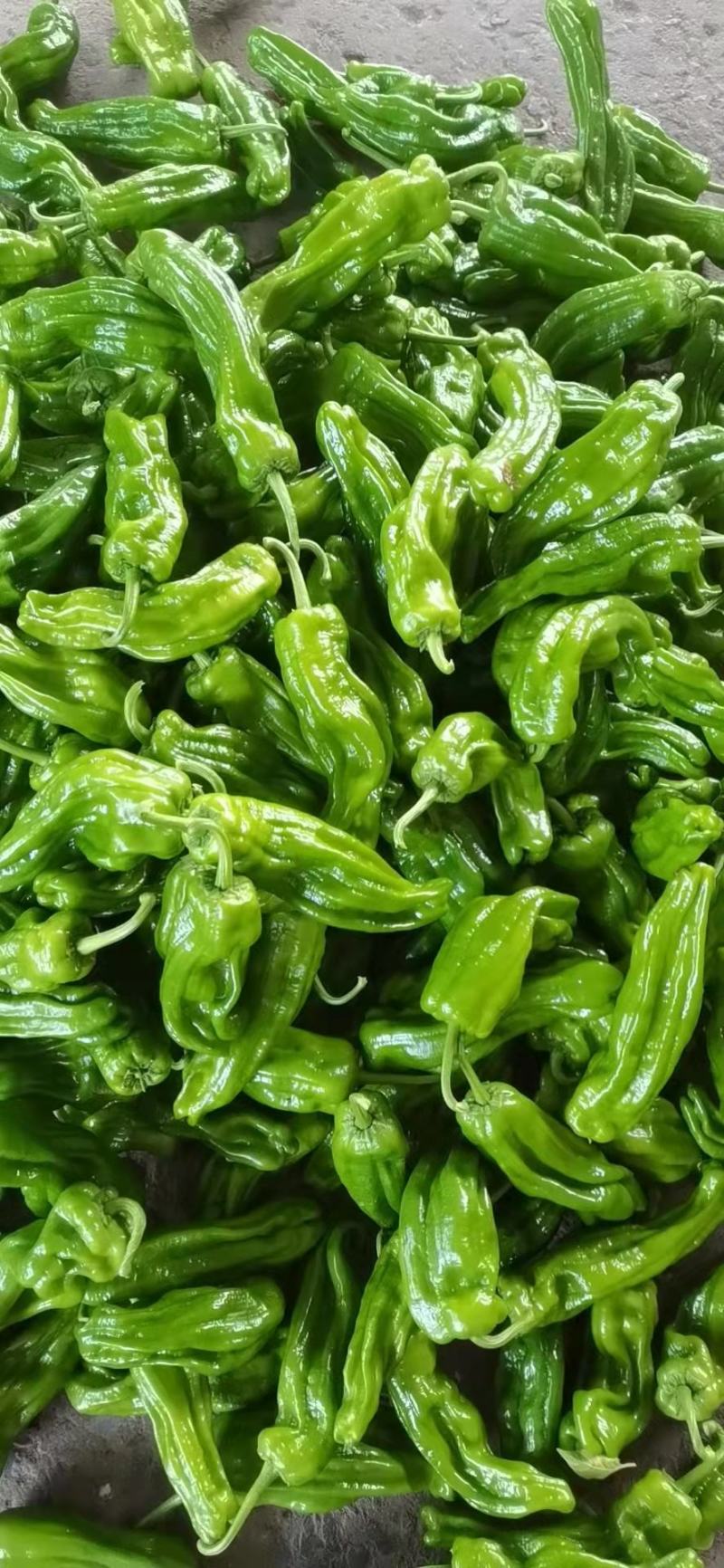 辣椒，薄皮椒5~10厘米芜湖椒，产地直销承接商超批发