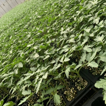 小黑番茄苗彩色小番茄苗采摘园种小柿子苗果20克左右