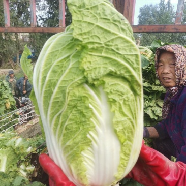 万亩甘肃白菜全黄心4-8斤毛菜高25-30cm实地考察