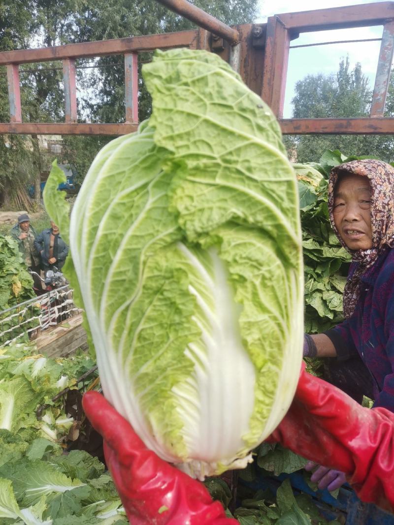 万亩甘肃白菜全黄心4-8斤毛菜高25-30cm实地考察