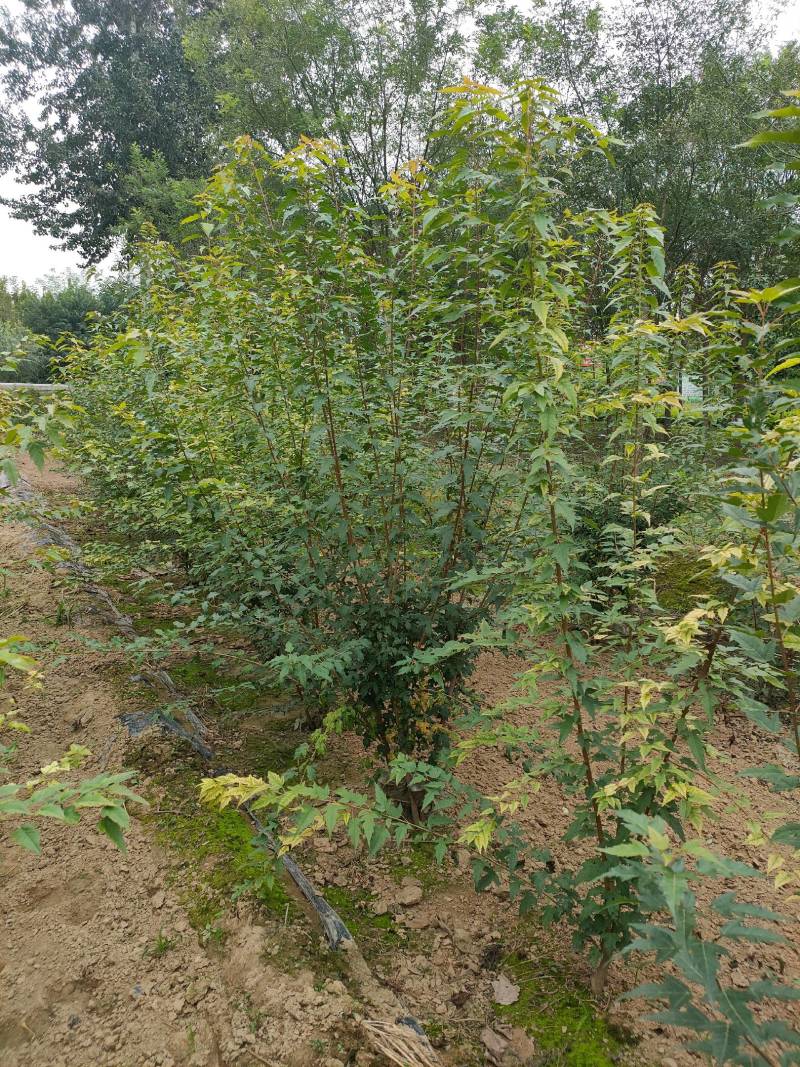 丛生茶条槭，河北茶条槭基地，3-5米高丛生茶条槭