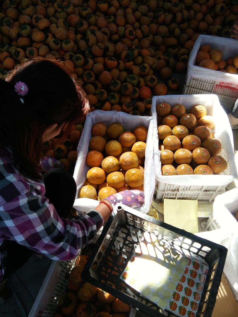 山西运城脆柿子当季新鲜水果，大量上市了，