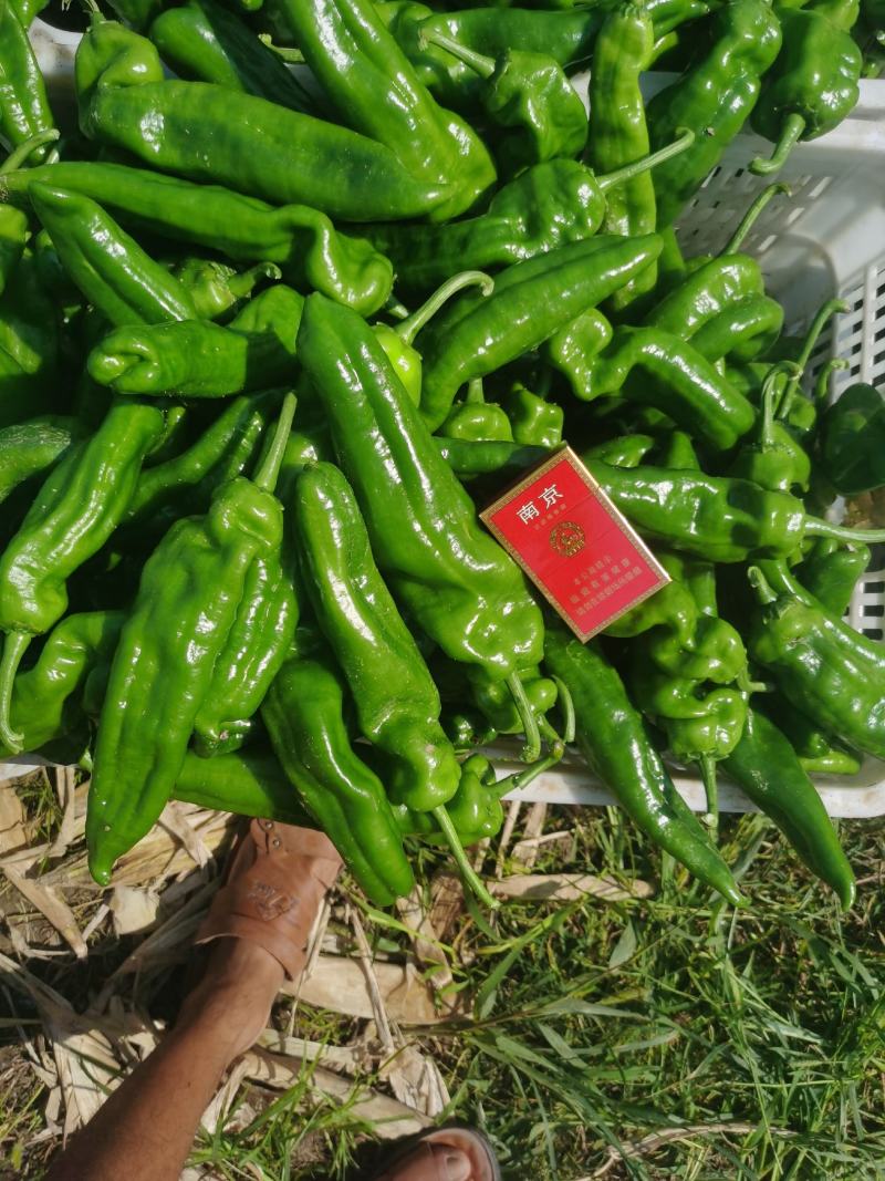 青椒，鲜辣椒，皮薄个头大，毛皮靓，条形直，大棚种植