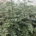 花椒苗大红袍狮子头黄盖凤椒嫁接无刺花椒树苗
