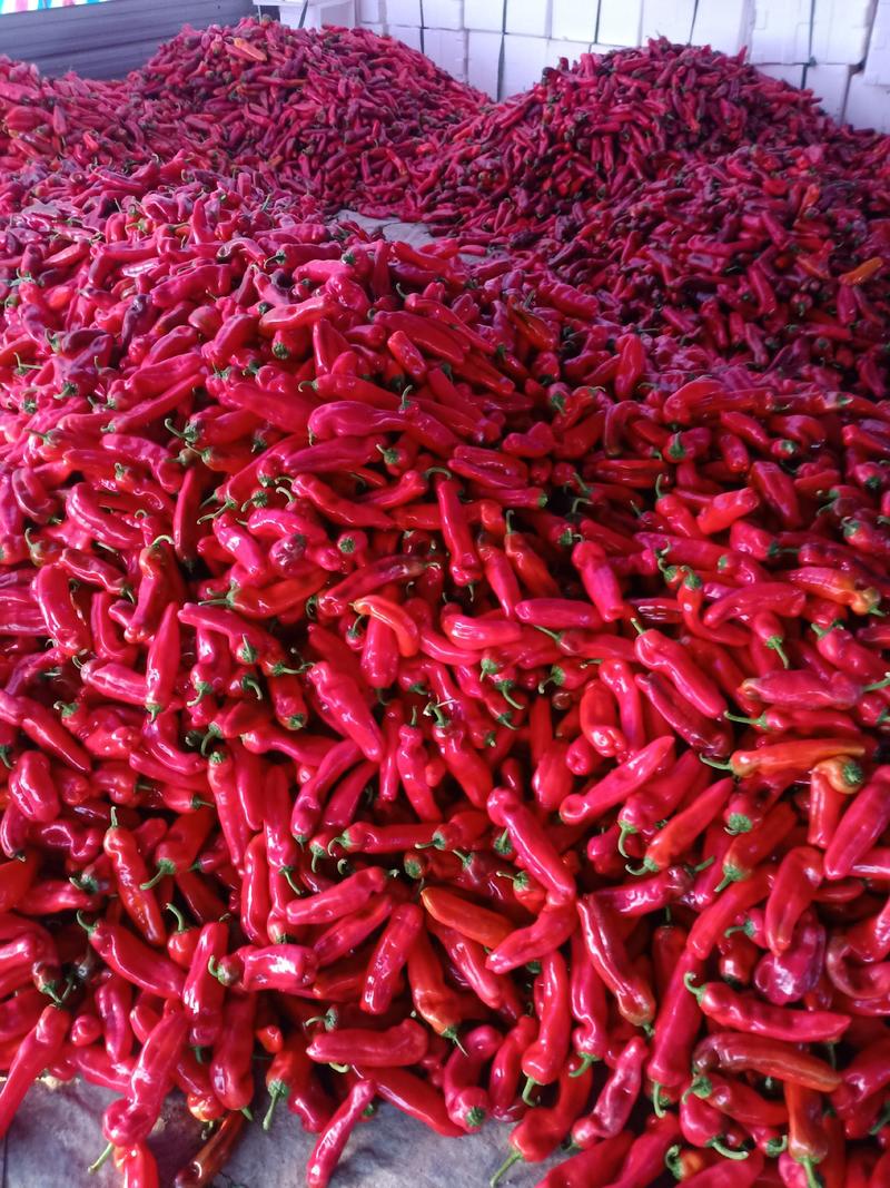 芜湖精品红椒鲜辣椒泡椒产地直供一手货源货发全国