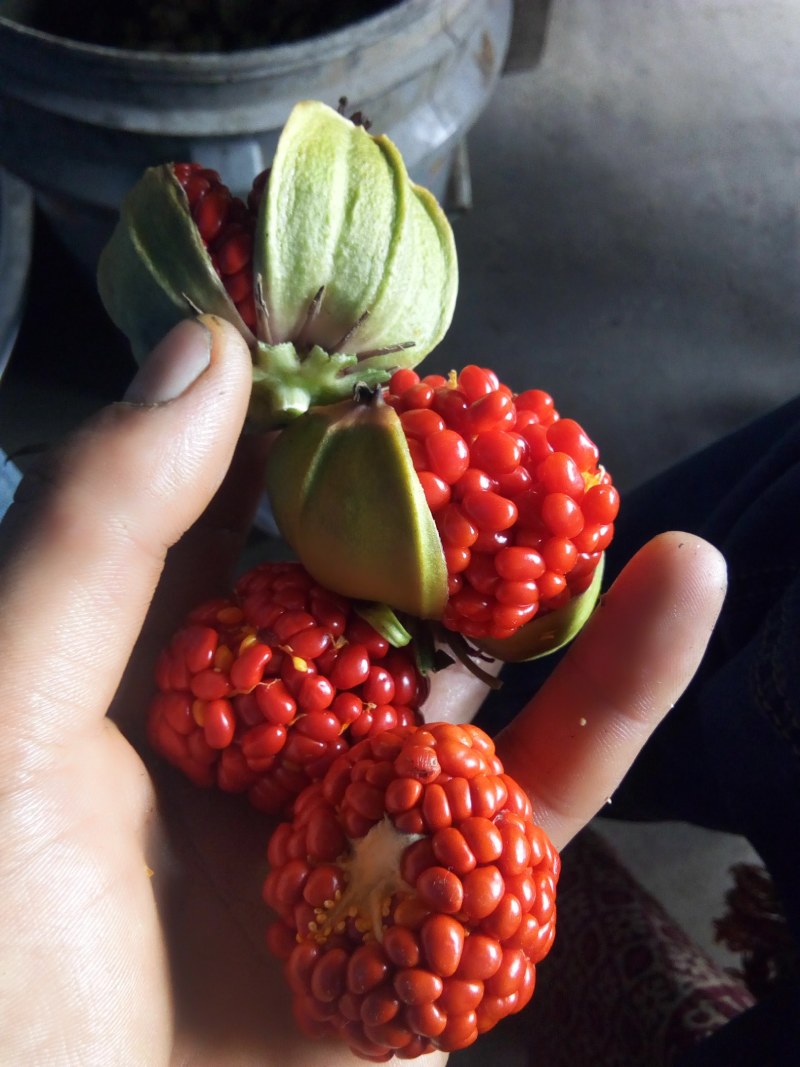 滇虫楼种子，