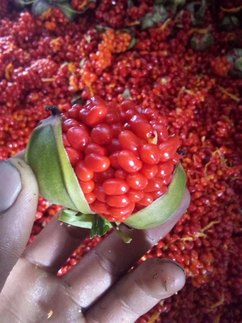 滇虫楼种子，