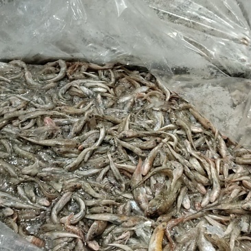 喂蟹子的货来了，便宜量大，需要的联系
