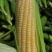 精品玉米通物玉米现摘现发，口感新鲜软糯香甜佳品