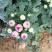 精品乒乓菊，菊花，国庆菊，九月菊，基地直发直销，欢