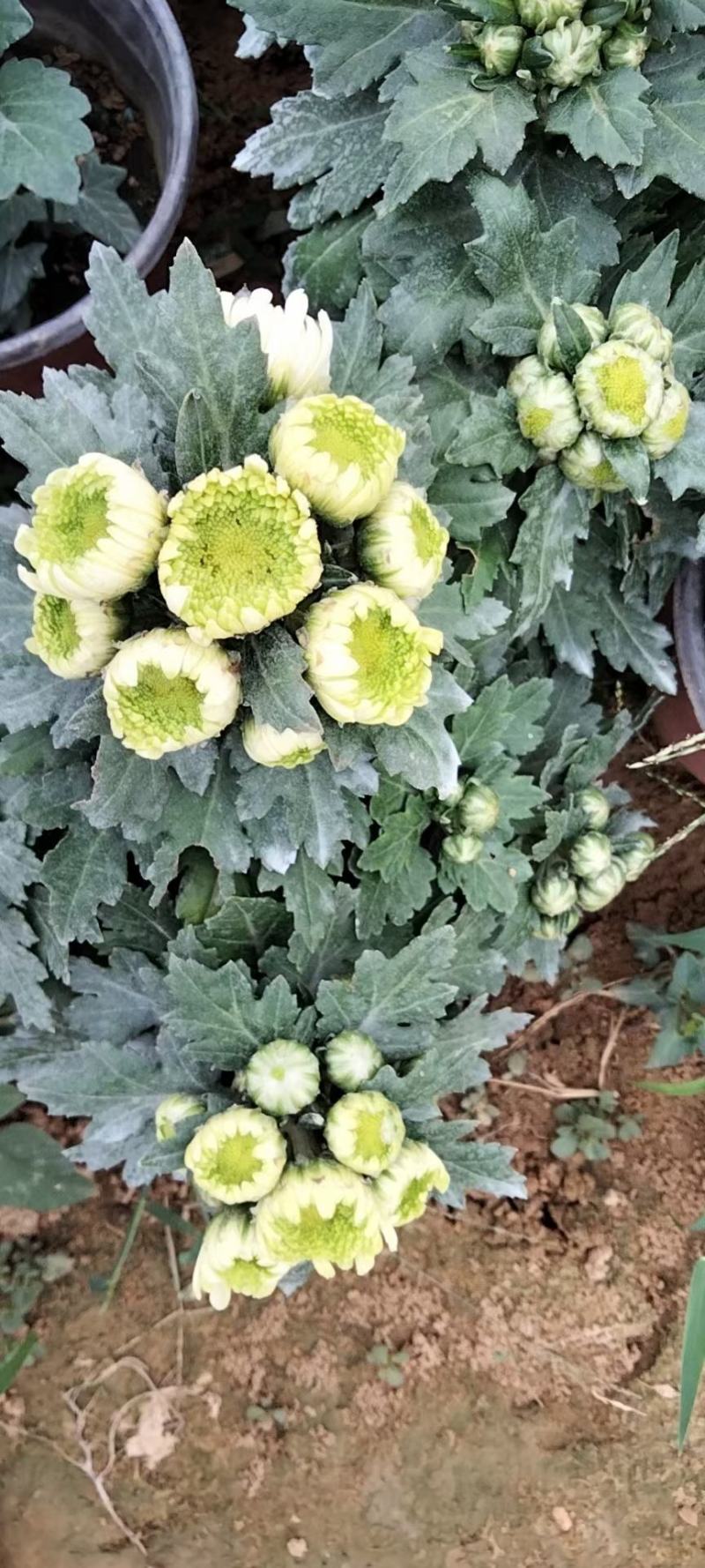 精品乒乓菊，菊花，国庆菊，九月菊，基地直发直销，欢