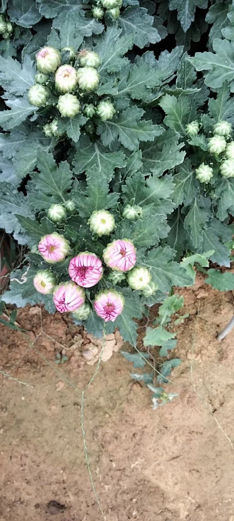 精品乒乓菊，菊花，国庆菊，九月菊，基地直发直销，欢