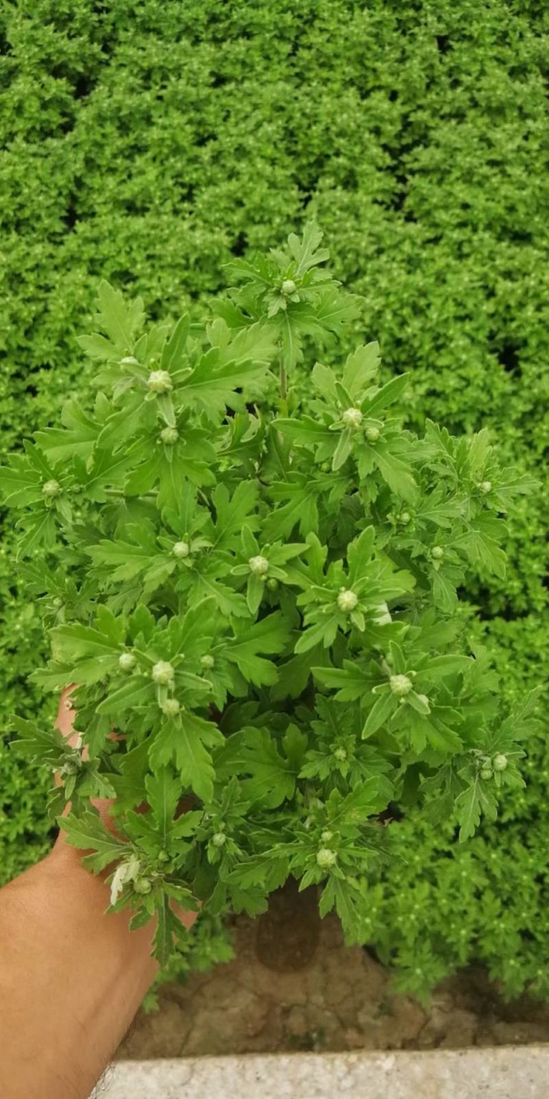 精品乒乓菊，菊花，国庆菊，九月菊，基地直发直销，欢