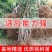锦绣黄桃苗黄金蜜蟠桃包成活现挖现发提供管理技术